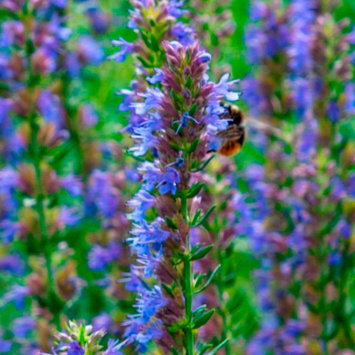 Hyssop - Hyssopus officinalis - Willemse