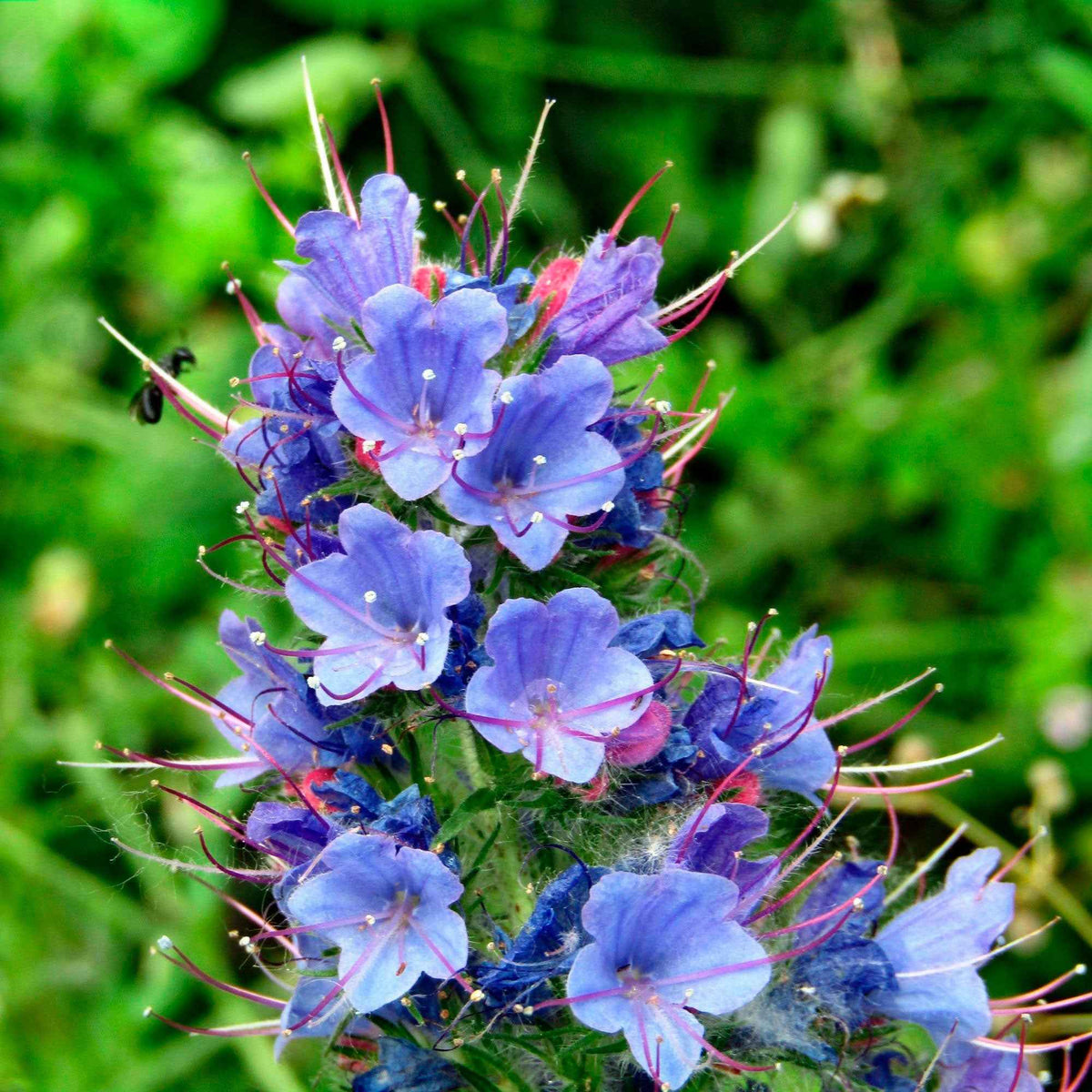 Echium vulgare - Vipérine commune - Slangenkruid - Vaste planten