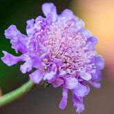 Druifkruid - Scabiosa columbaria - Willemse