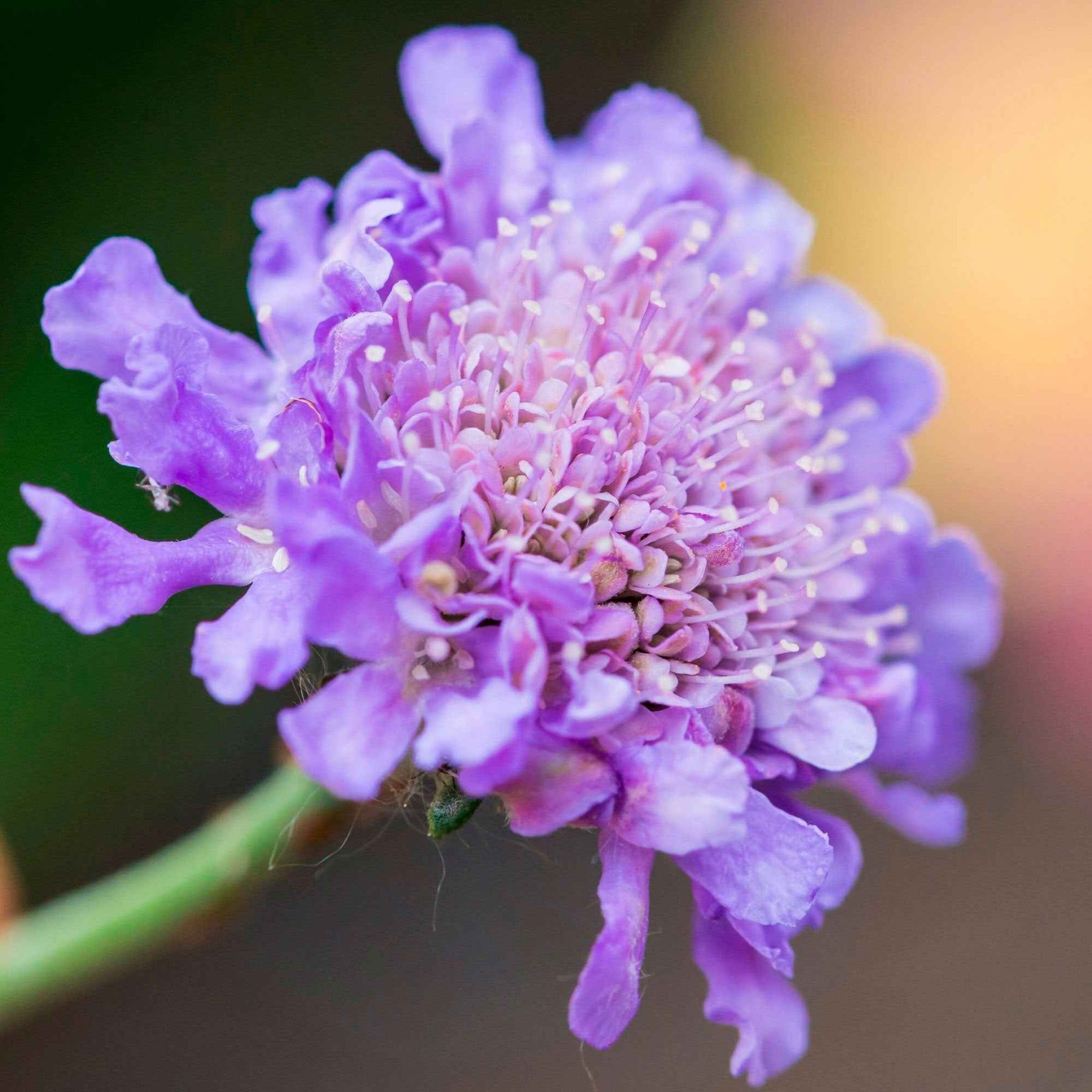 Druifkruid - Scabiosa columbaria - Willemse