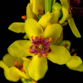 Verkoop Zwarte toorts - Verbascum nigrum