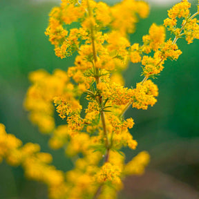 Geel walstro - Galium verum - Willemse