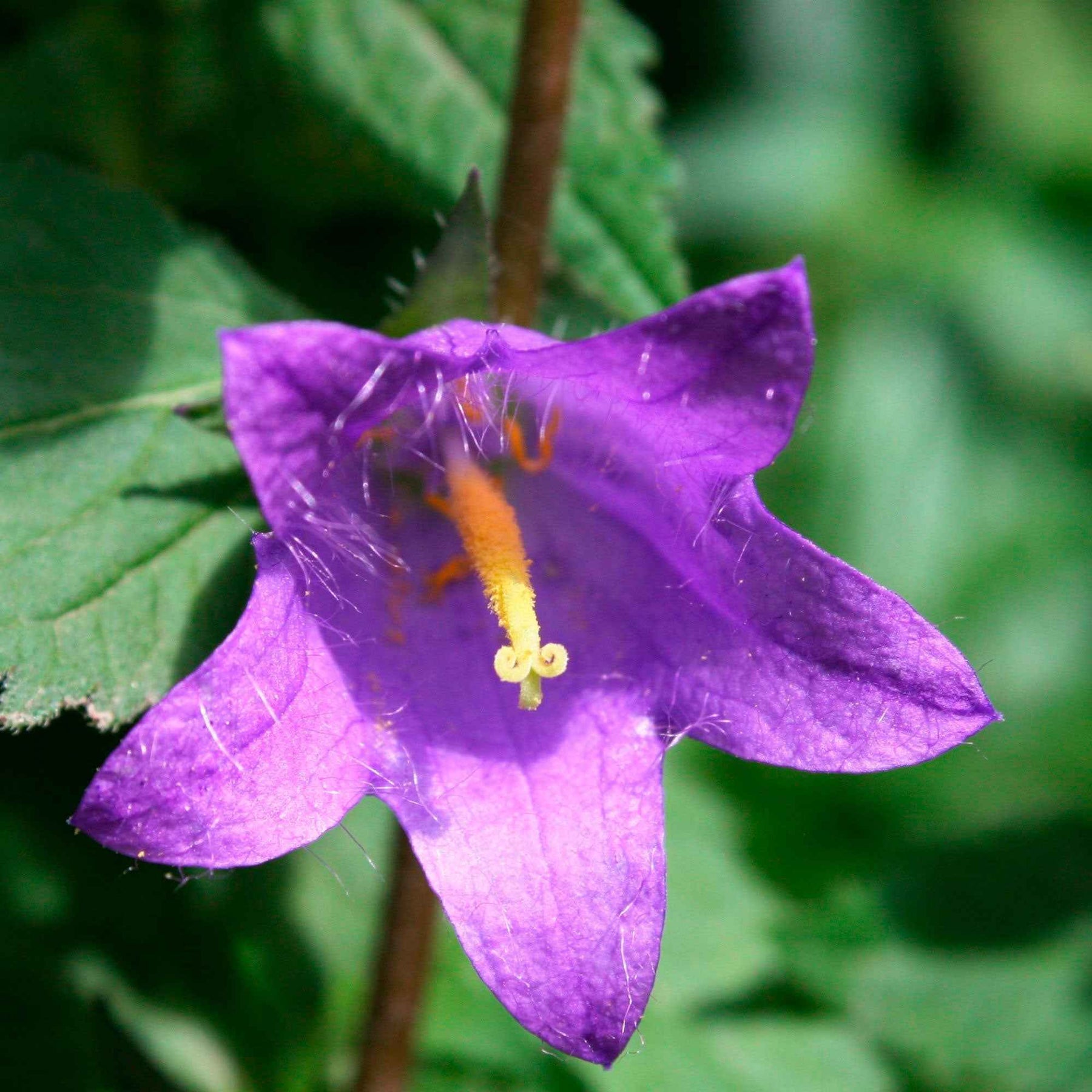 Hybride klokje 'Viking' - Campanula Viking - Willemse
