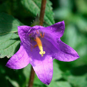Hybride klokje 'Viking' - Campanula Viking - Willemse