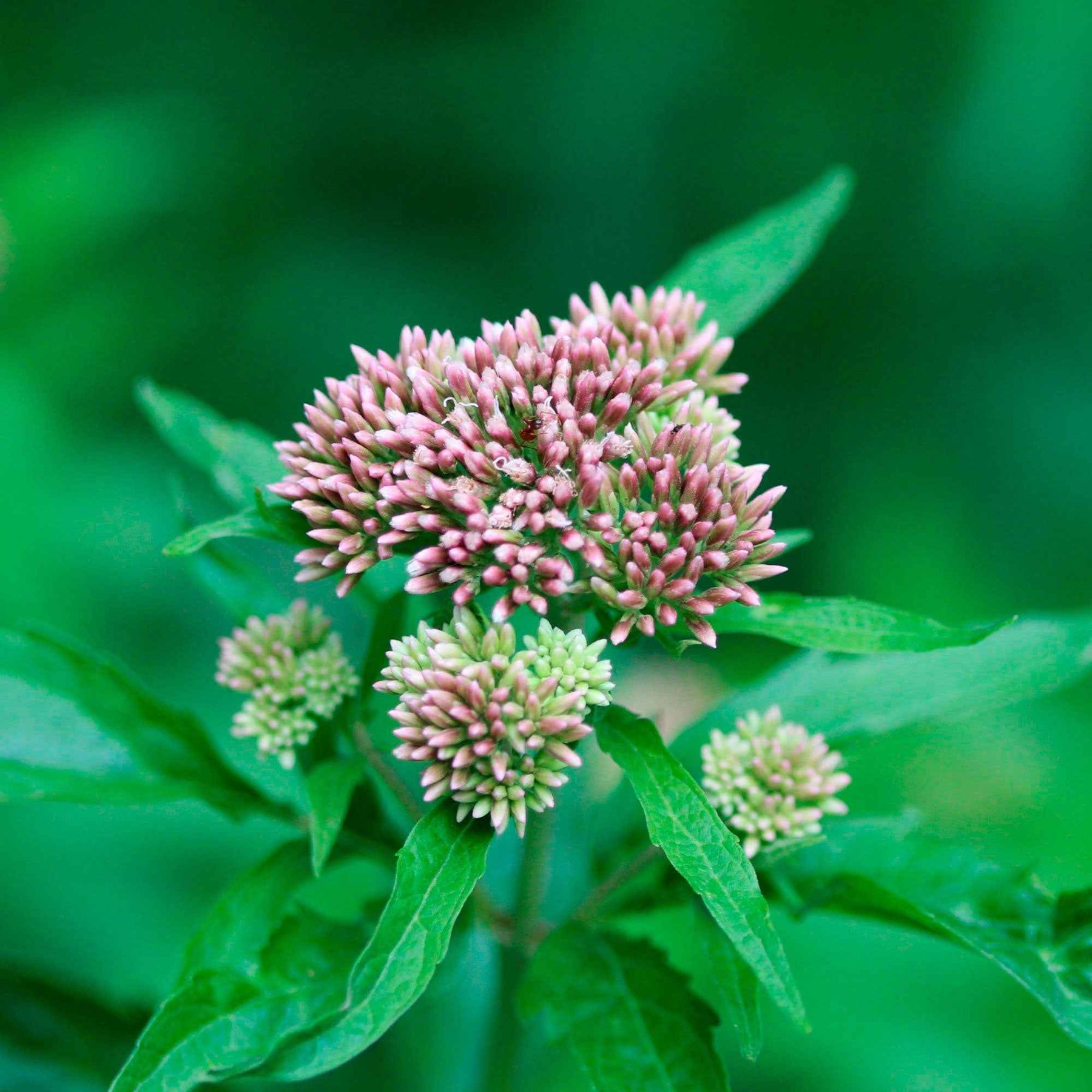 Vaste planten - Koninginnekruid - Eupatorium cannabinum