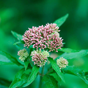 Vaste planten - Koninginnekruid - Eupatorium cannabinum