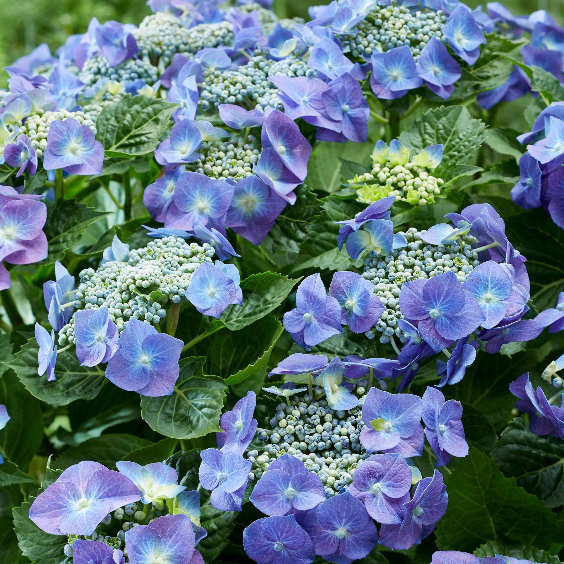 Boerenhortensia 'Teller' - Willemse