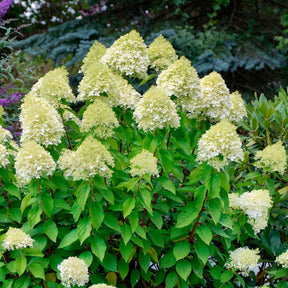 Pluimhortensia 'Silver Dollar' - Hydrangea paniculata Silver Dollar - Willemse