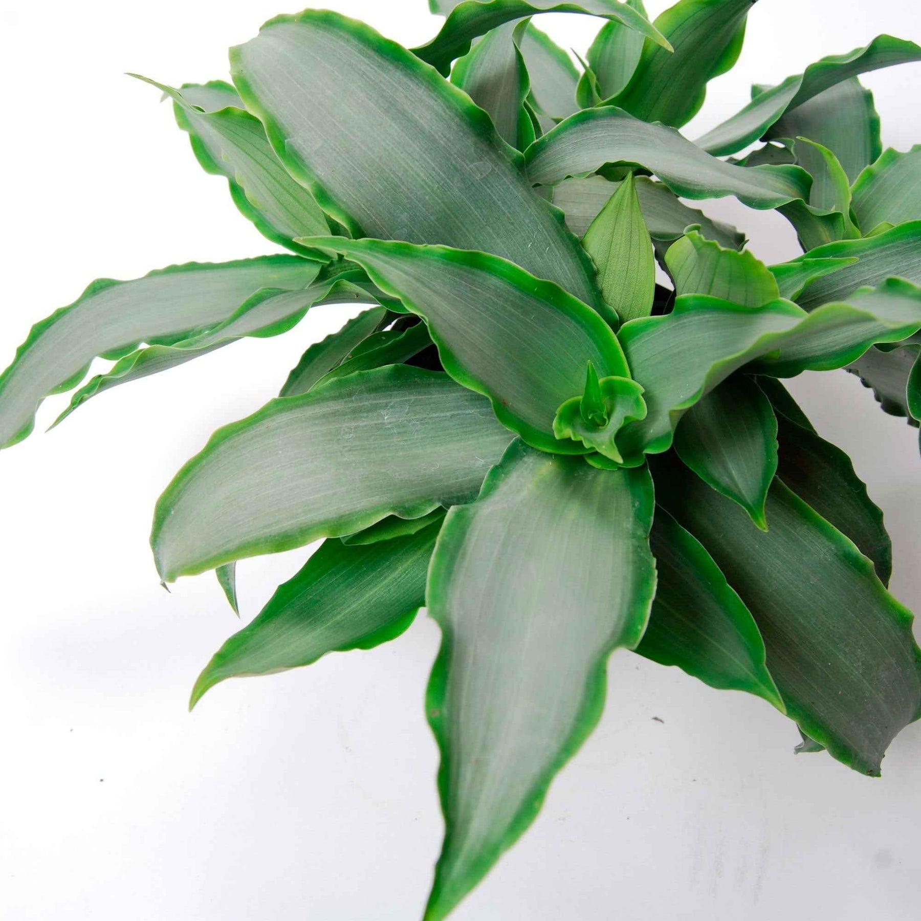 Pekinggras 'Bright Star' - Murdannia loriformis Bright Star - Willemse