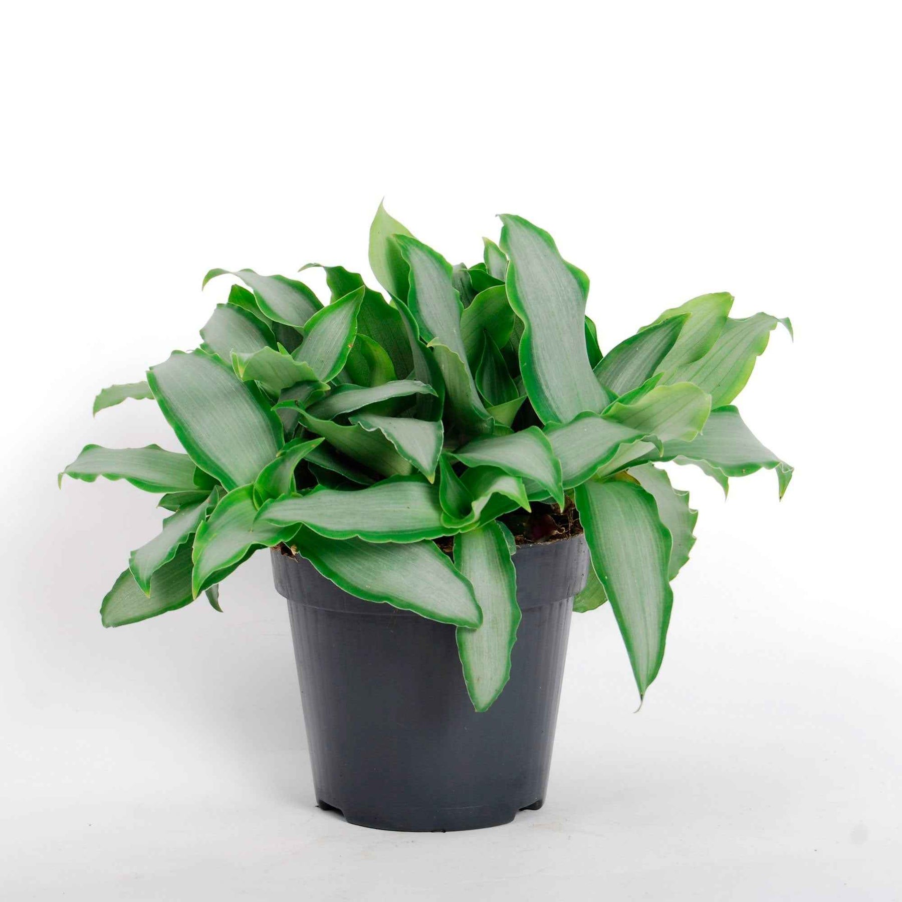 Murdannia loriformis Bright Star - Pekinggras 'Bright Star' - Groene kamerplanten voor interieur