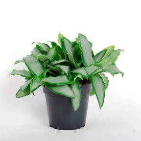 Murdannia loriformis Bright Star - Pekinggras 'Bright Star' - Groene kamerplanten voor interieur