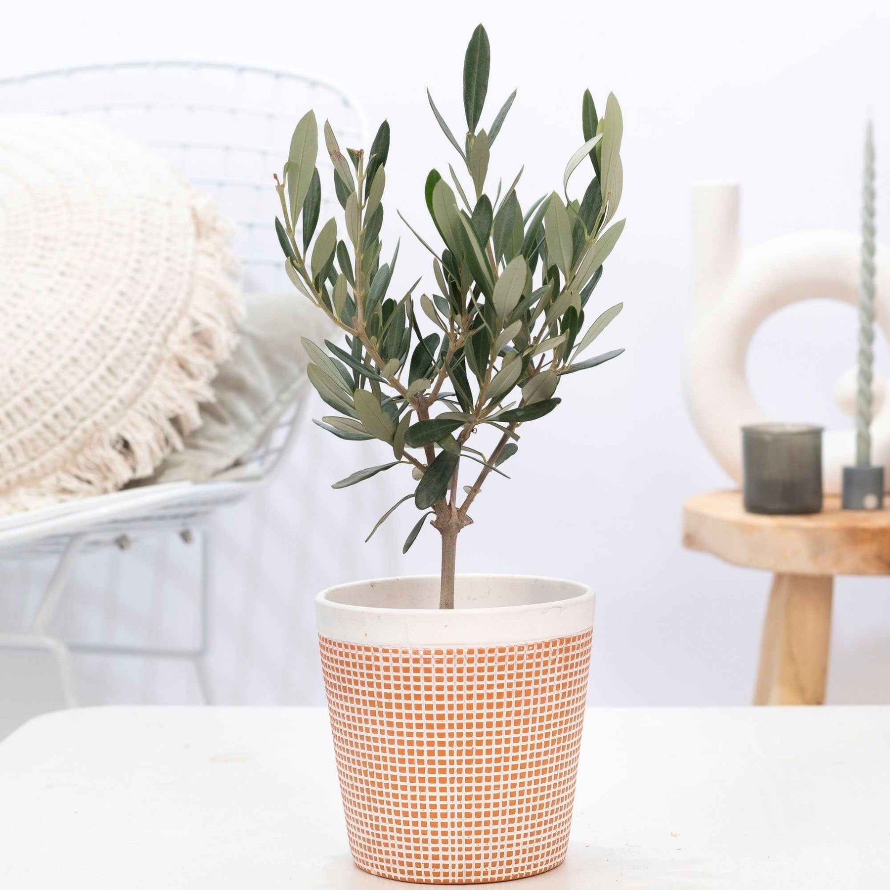 Olijfboom - Willemse