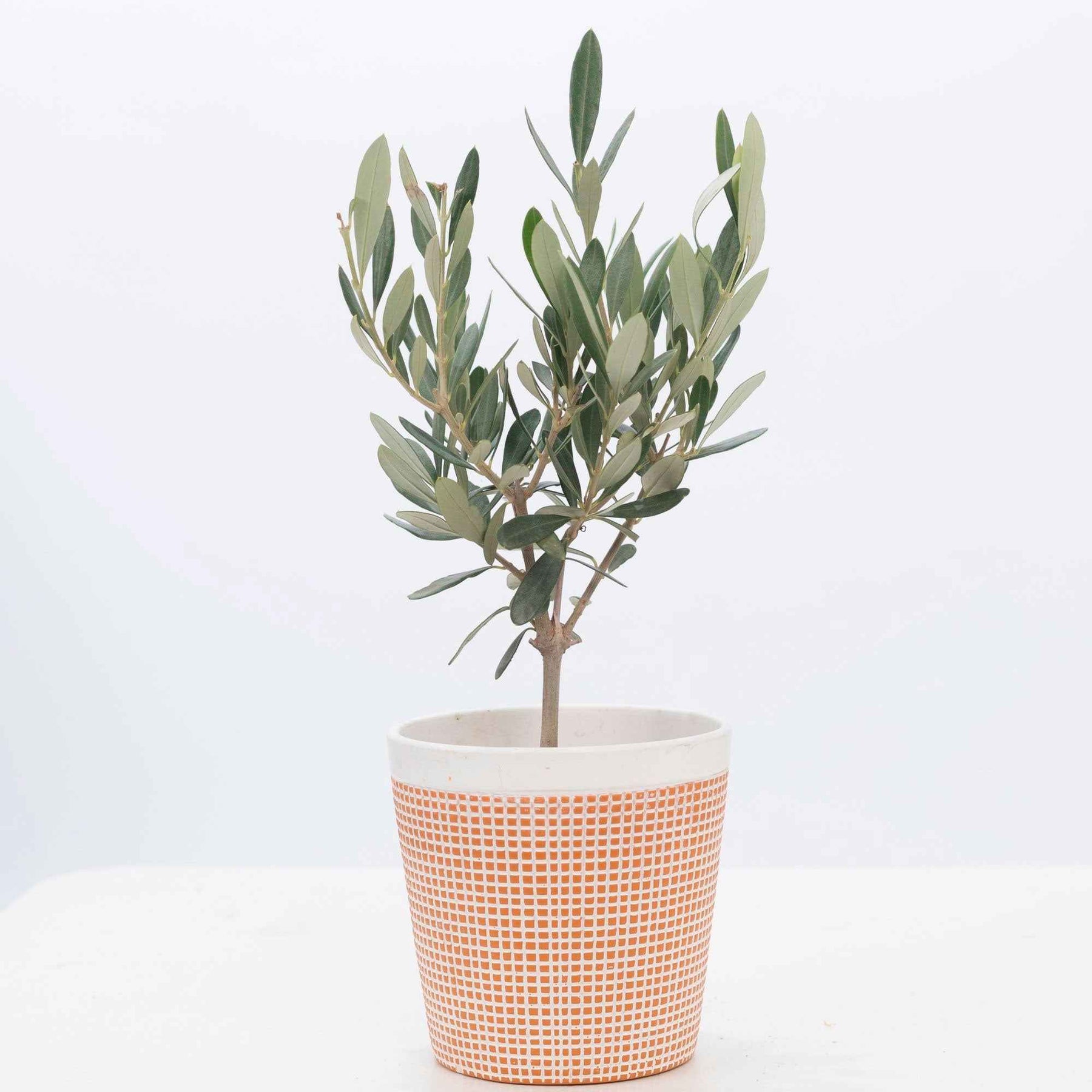 Olijfboom - Olea europaea - Willemse