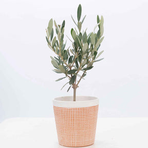 Olijfboom - Olea europaea - Willemse