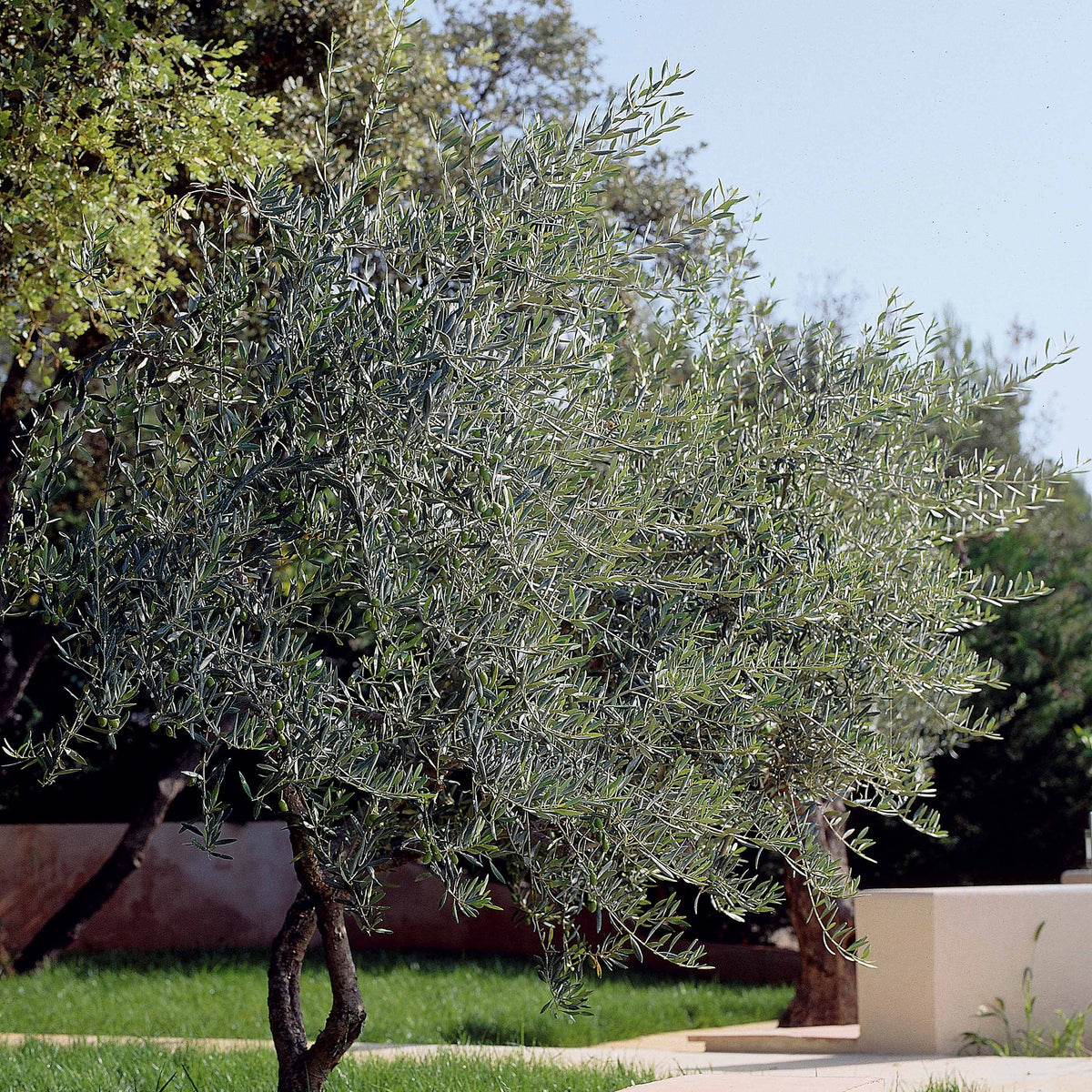 Olea europaea - Olijfboom - Olijfbomen