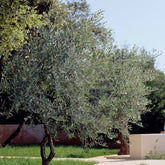 Olea europaea - Olijfboom - Olijfbomen