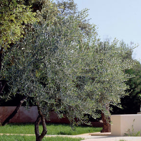 Olea europaea - Olijfboom - Olijfbomen