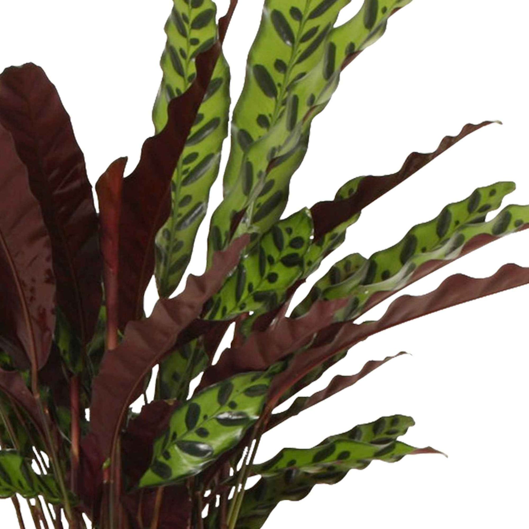 Calathea - Pauwenplant 'Insigne' - Calathea insignis