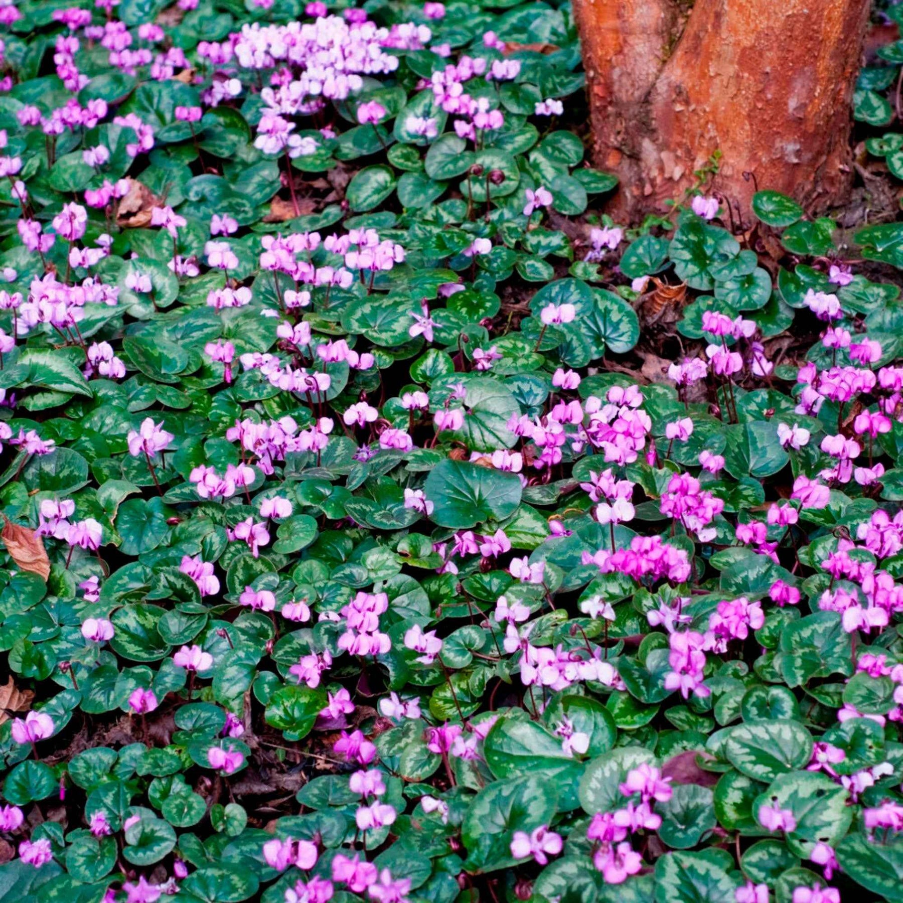 Cyclamen coum - Cyclaam coum (x3) - Zomerbloeiers