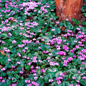 Cyclamen coum - Cyclaam coum (x3) - Zomerbloeiers