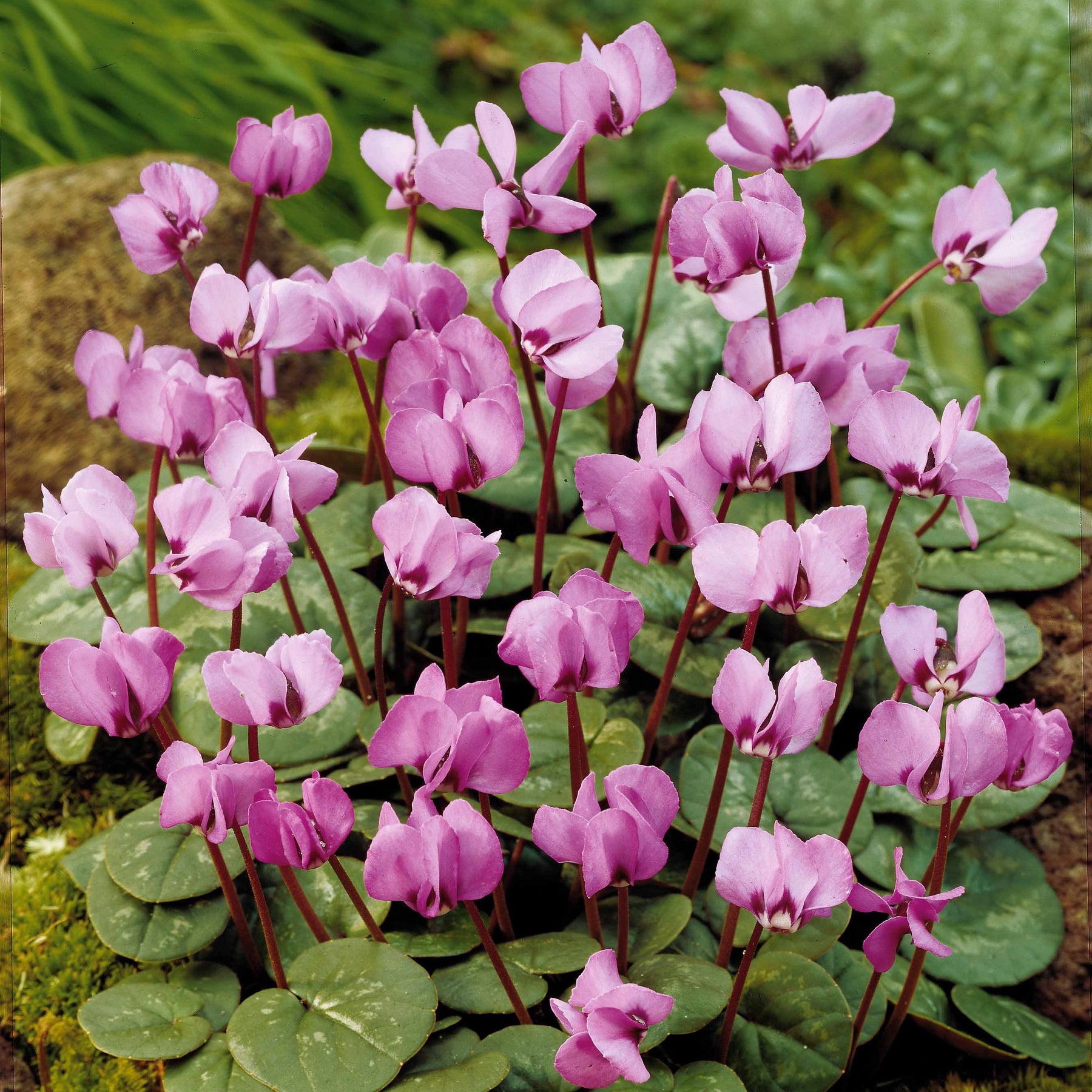 Cyclaam coum (x3) - Willemse