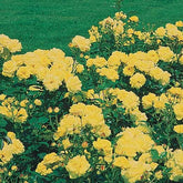 Trosoos 'Friesia' (x3) - Rosa polyantha friesia - Rozen