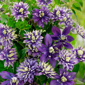 Bosrank 'Taiga' - Clematis Taïga - Willemse