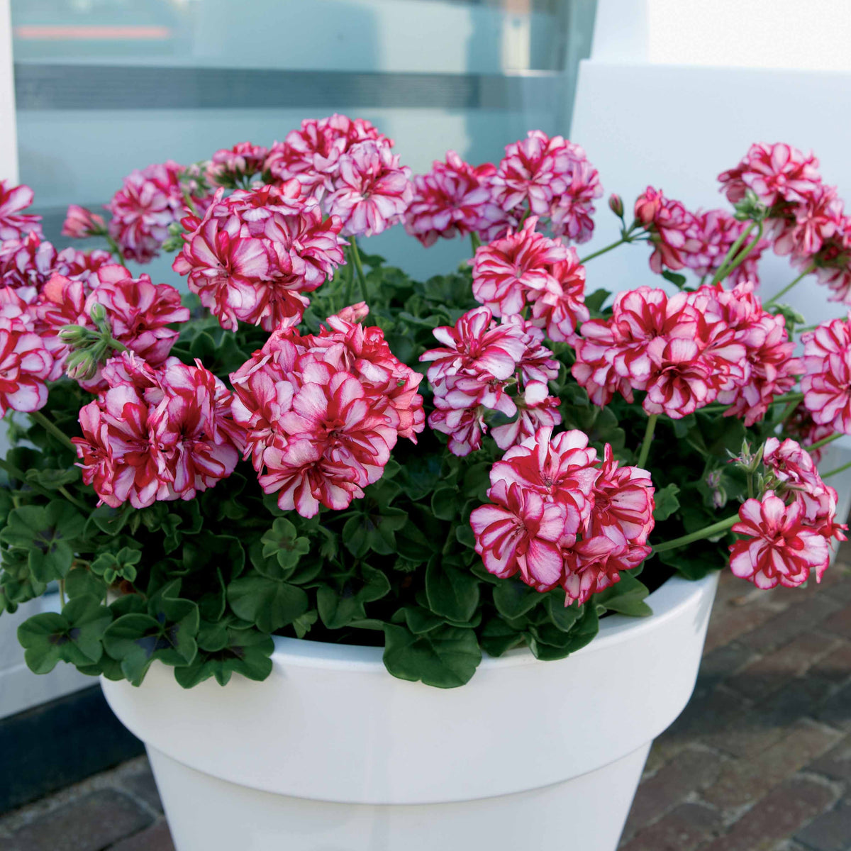 Klimgeranium bicolor (x3) - Pelargonium peltatum nixe - Willemse