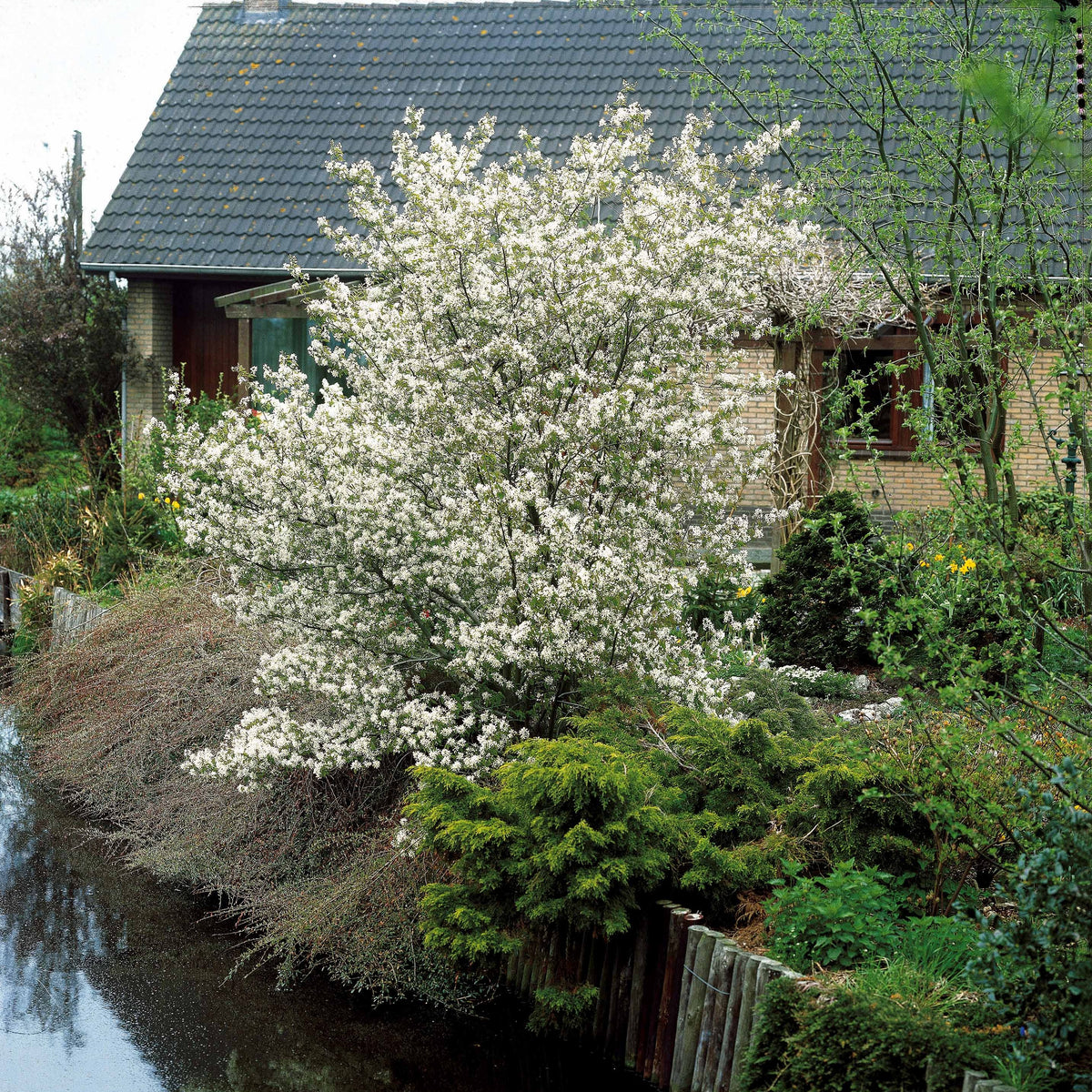 Krentenboom - Amelanchier lamarckii - Heesters