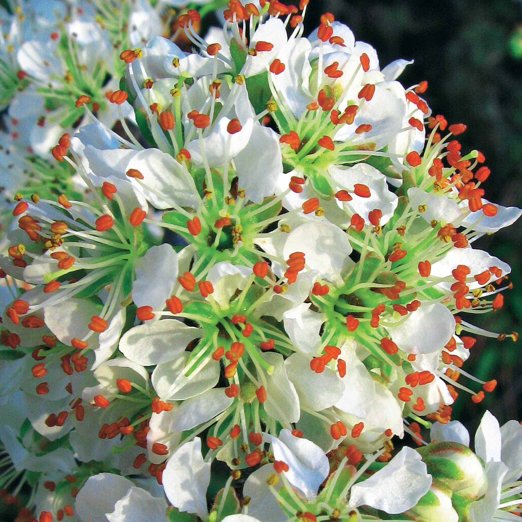 Bloeiende heesters - Portugese laurier 'Angustifolia' (x3) - Prunus lusitanica angustifolia