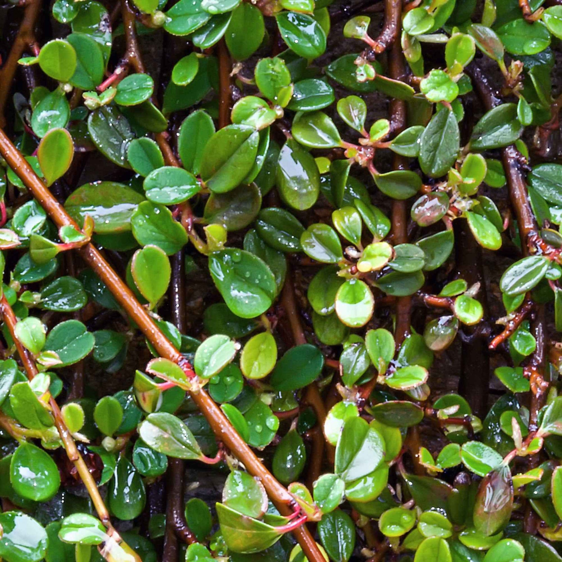 Cotoneaster Dammeri - Dwergmispel 'Major' - Bloeiende heesters