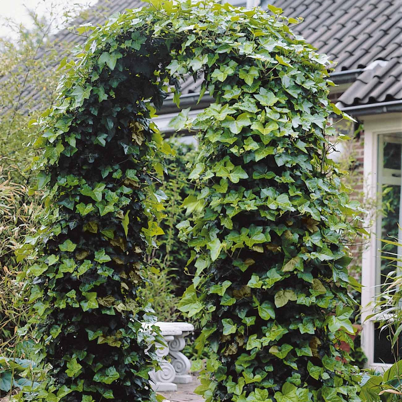 Klimop Hedera hibernica (x3) - Willemse