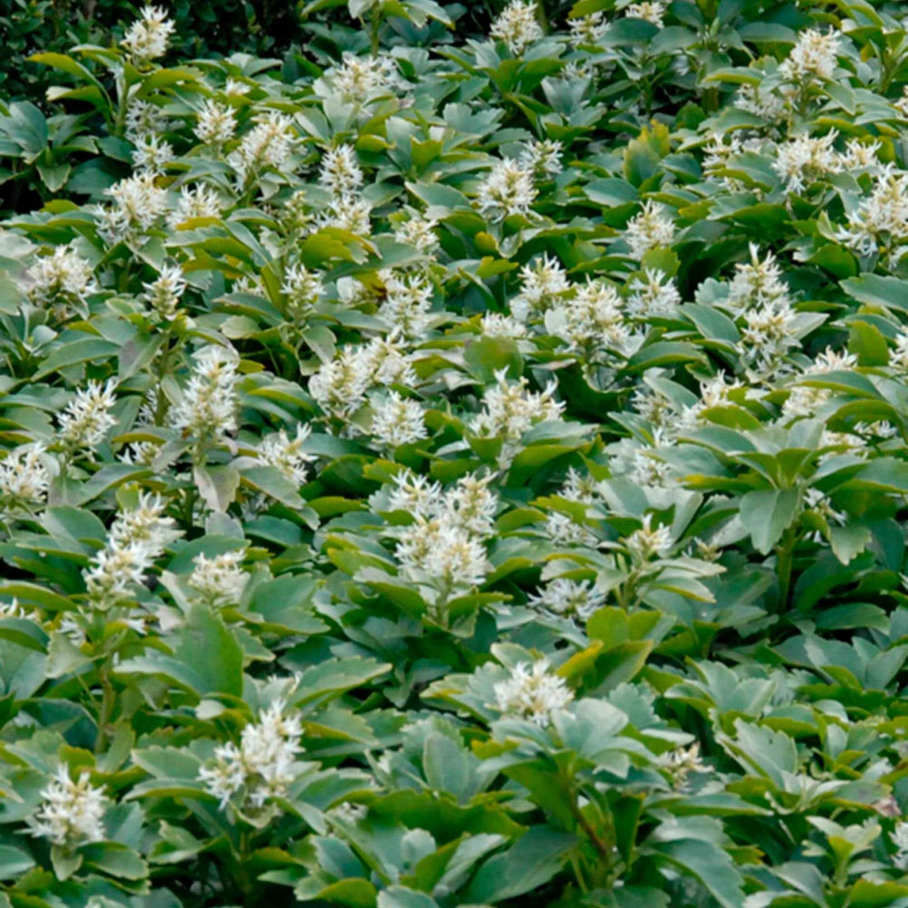 Vaste planten - Schaduwkruid - Pachysandra terminalis