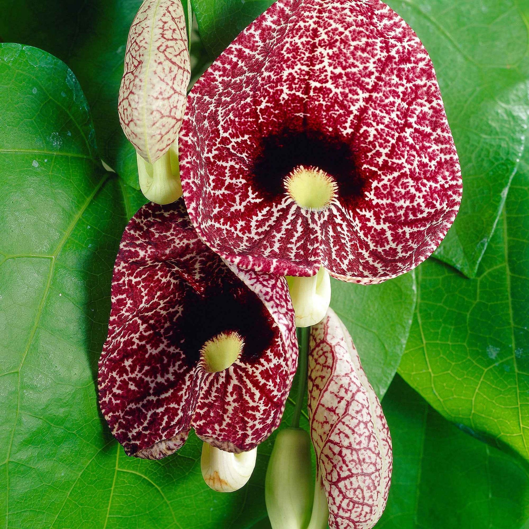 Duitse pijp - Aristolochia macrophylla - Willemse