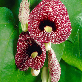 Duitse pijp - Aristolochia macrophylla - Willemse