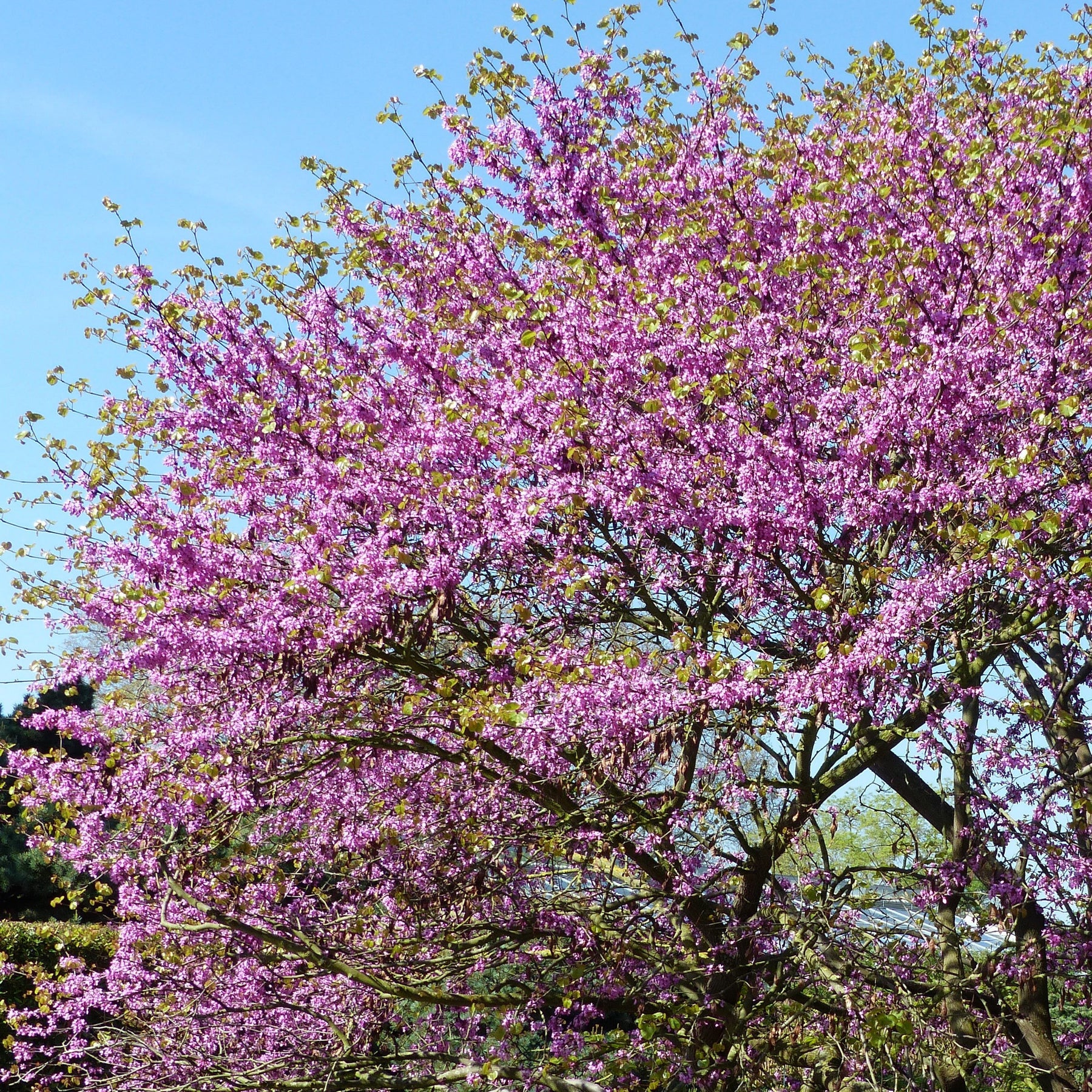 Judasboom - Cercis siliquastrum