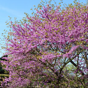 Judasboom - Cercis siliquastrum