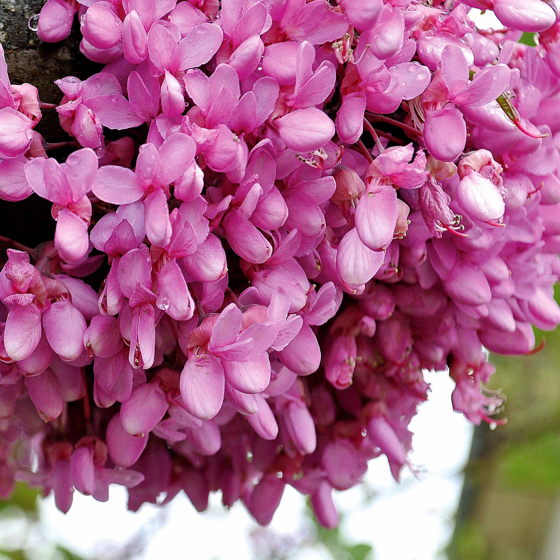 Judasboom - Cercis siliquastrum