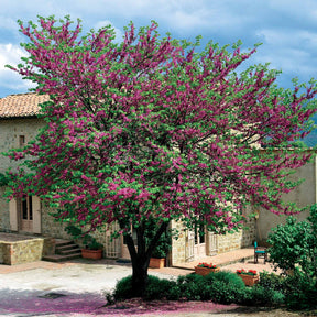 Judasboom - Cercis siliquastrum