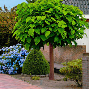 Catalpa bignonioides Nana - Bolcatalpa - Trompetboom - Catalpa