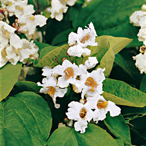 Catalpa bignonioides - Catalpa - Trompetboom - Catalpa