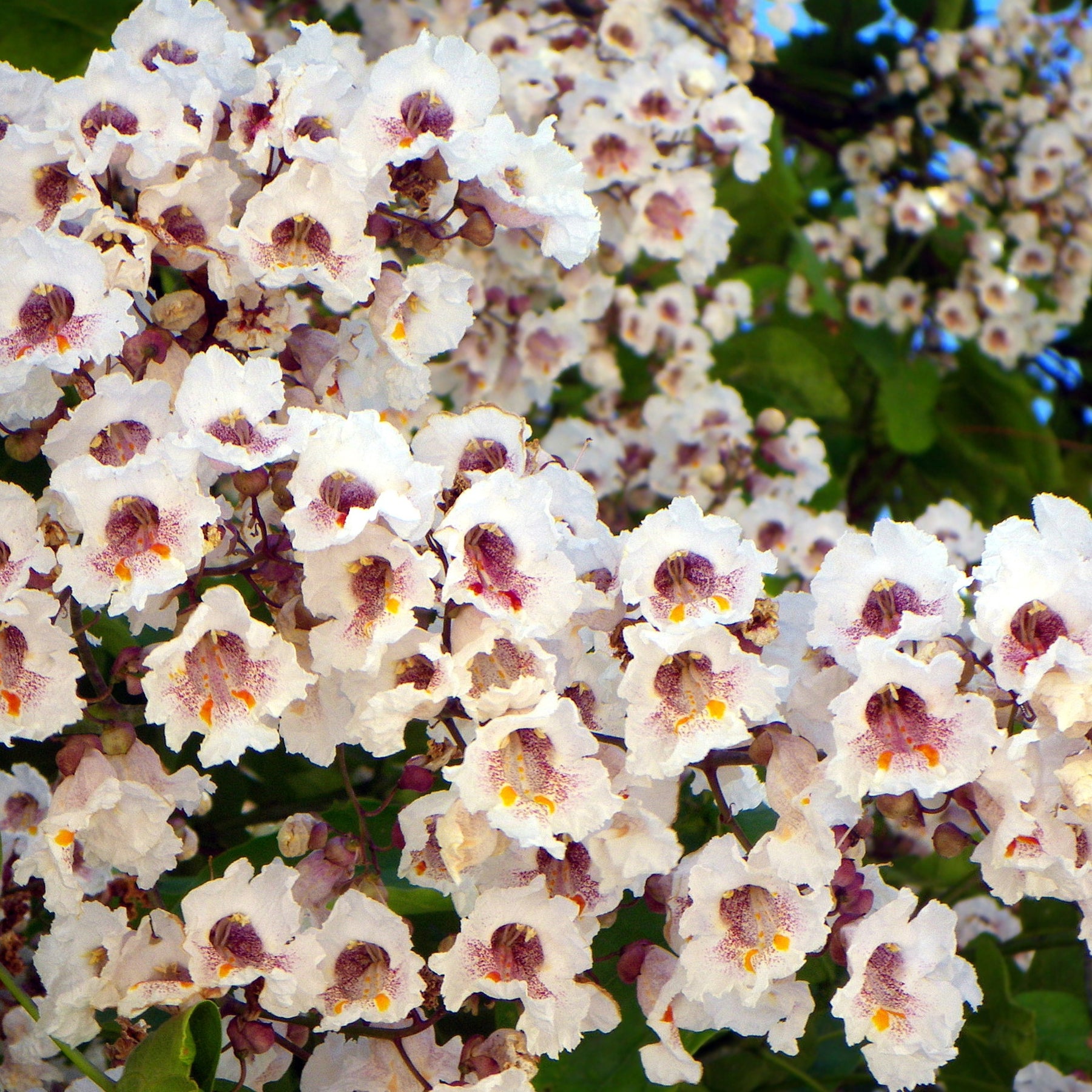 Trompetboom - Catalpa - Catalpa - Catalpa bignonioides