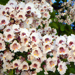 Trompetboom - Catalpa - Catalpa - Catalpa bignonioides