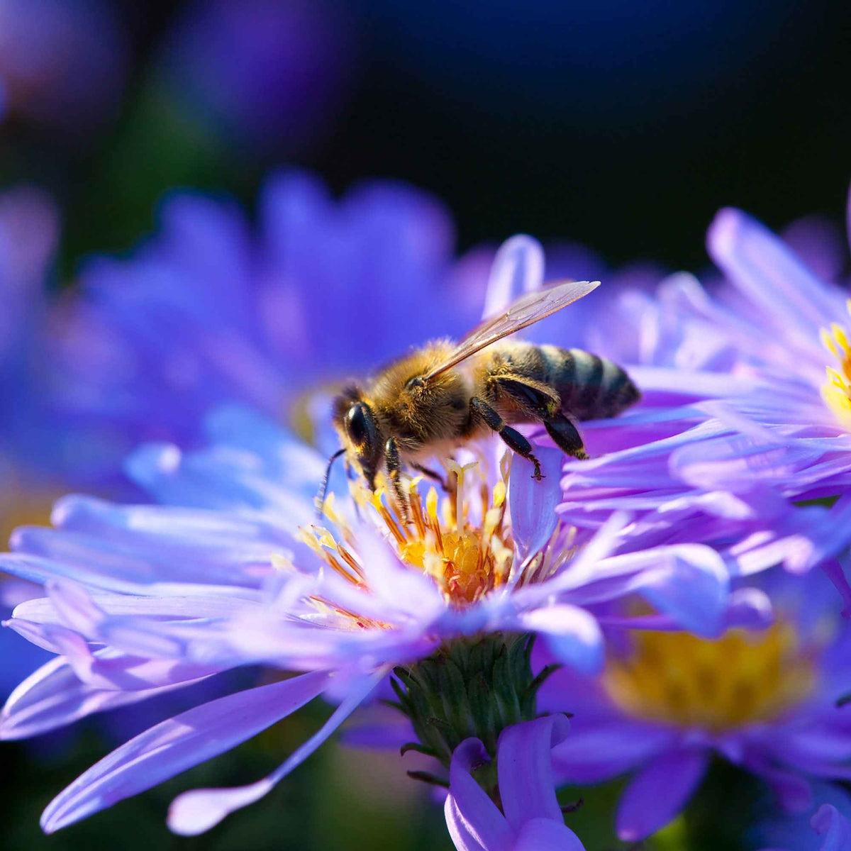 Herfstaster 'Lady in Blue' - Aster dumosus Lady in Blue - Willemse