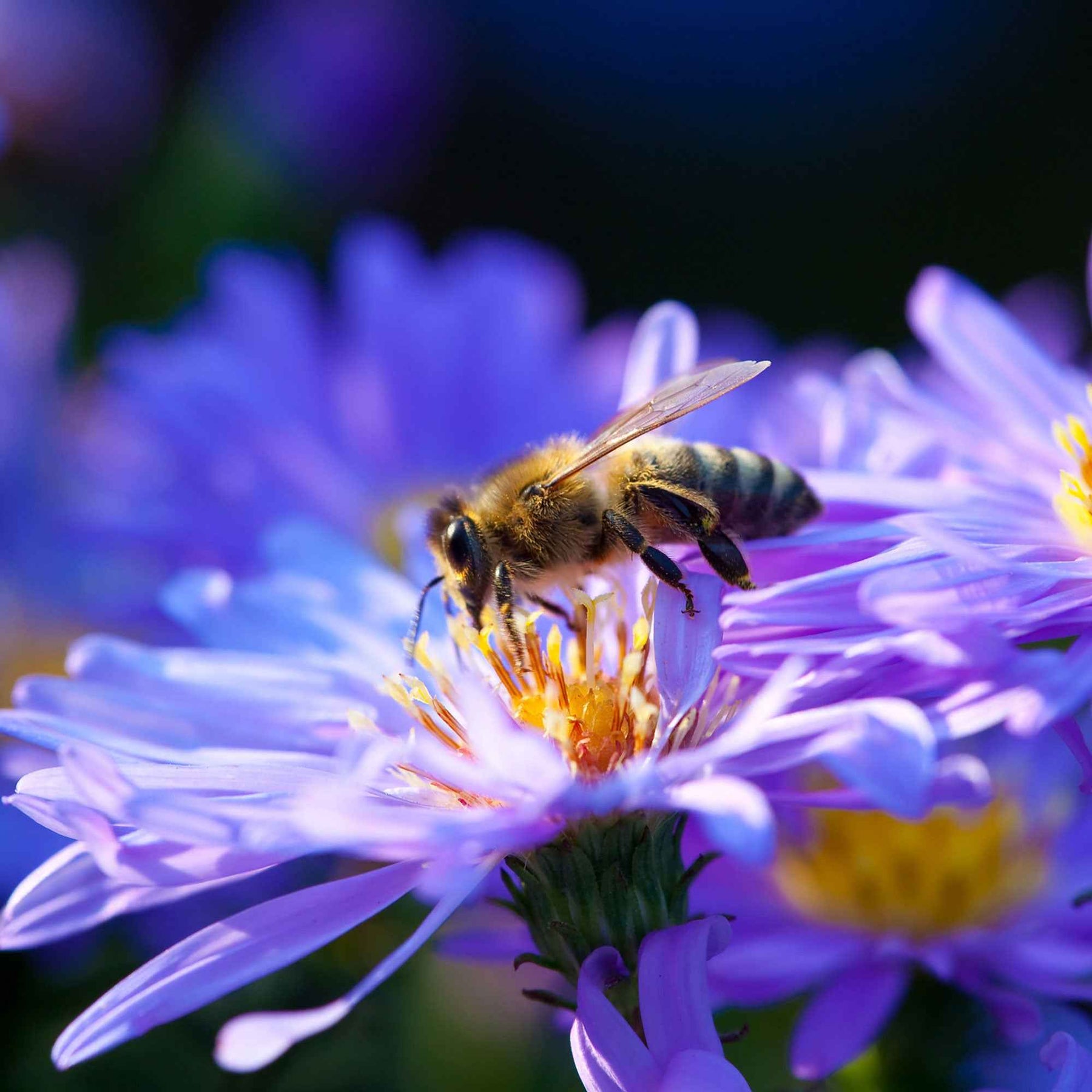Herfstaster 'Lady in Blue' - Aster dumosus Lady in Blue - Willemse