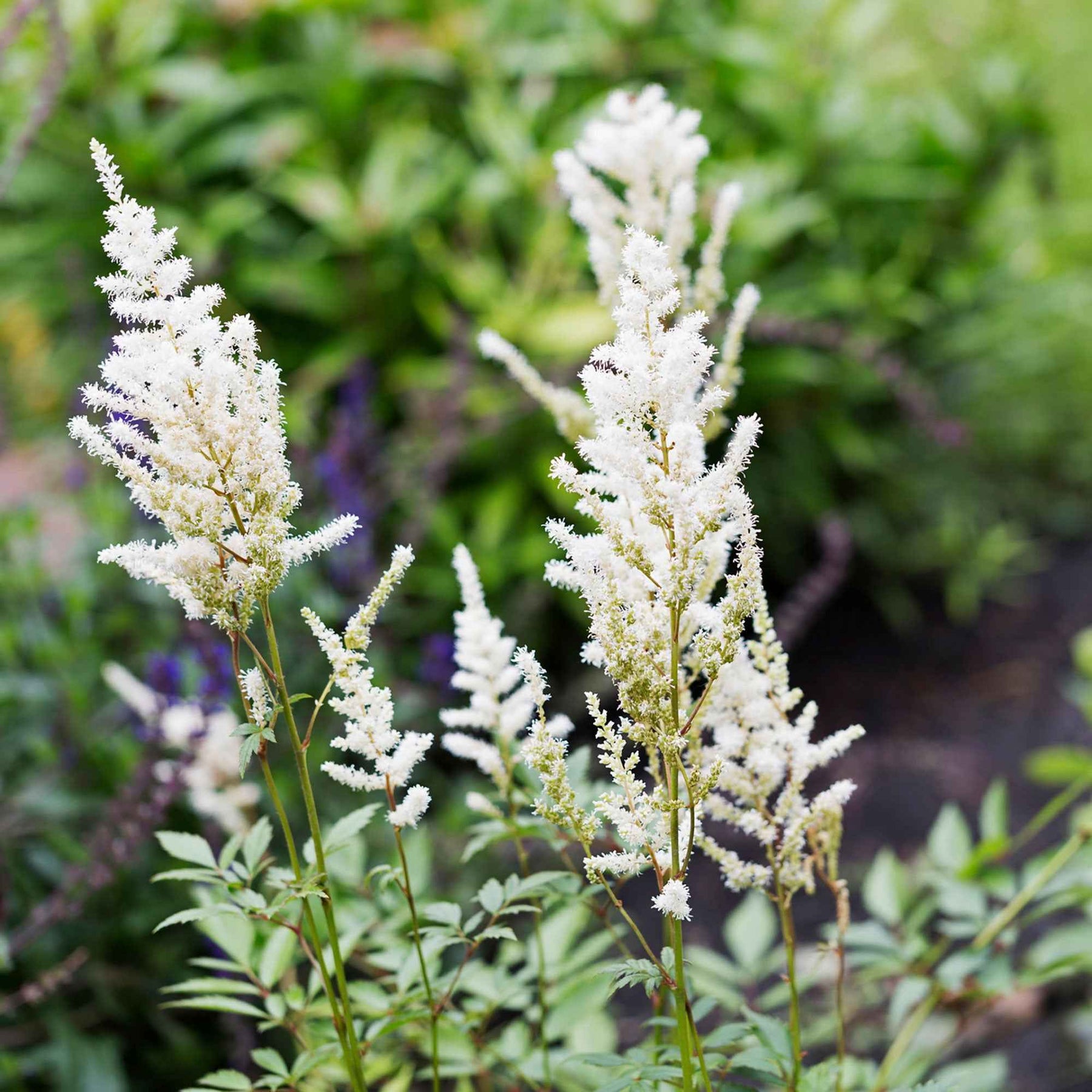 Pluimspirea 'Brautschleier' - Willemse