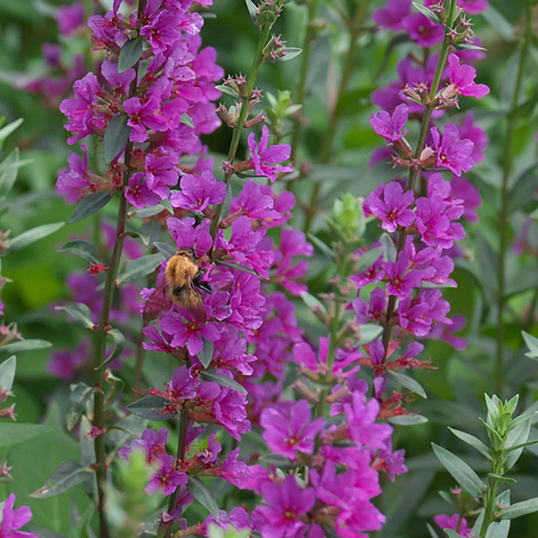 Lythrum salicaria Robert - Grote kattenstaart 'Robert' - Vaste planten