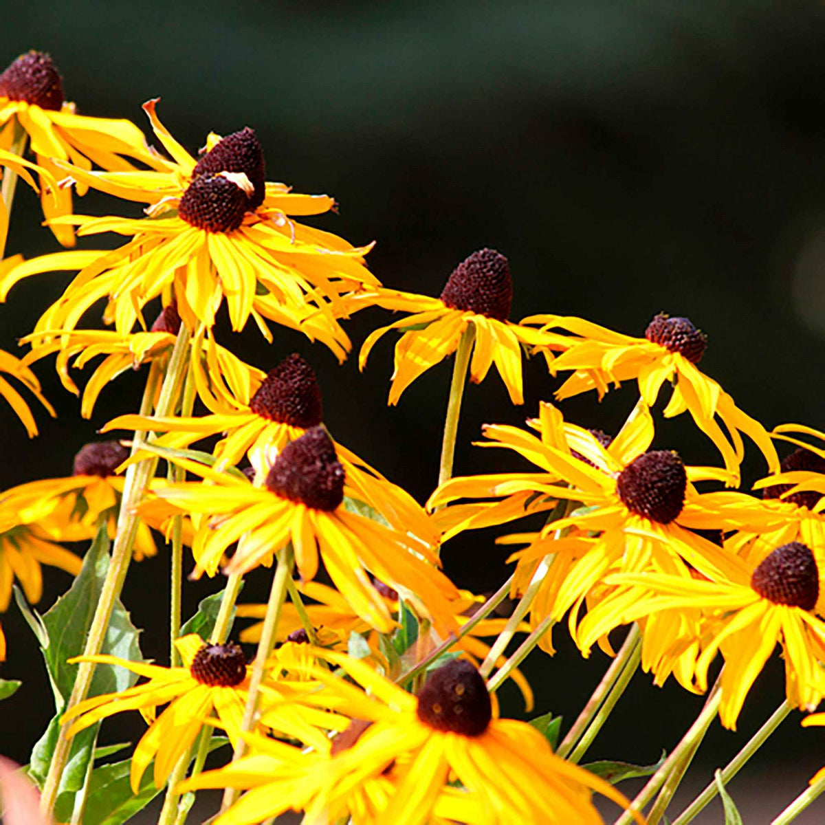 Zonnehoed 'Goldsturm' - Rudbeckia fulgida Goldsturm - Willemse