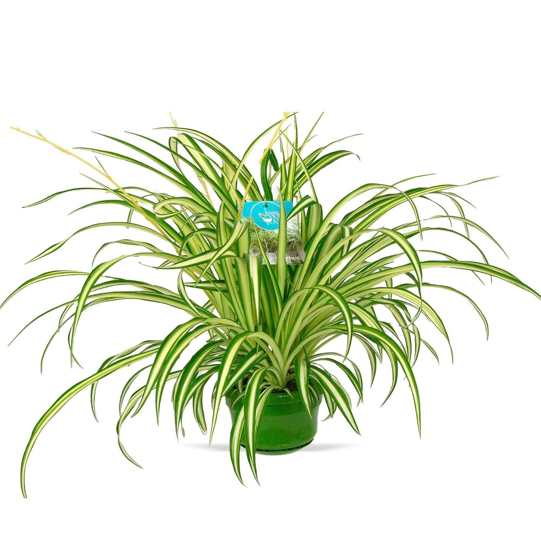 Chlorophytum comosum vittatum - Graslelie 'Vittatum' - Chlorophytum -- Graslelie