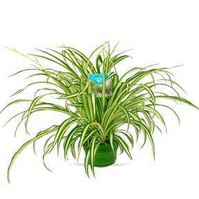 Chlorophytum comosum vittatum - Graslelie 'Vittatum' - Chlorophytum -- Graslelie